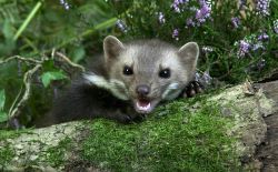 Comment de débarrasser des fouines